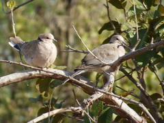 Streptopelia vinacea