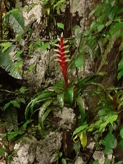 Tillandsia heliconioides