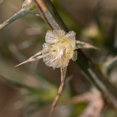 Salsola tragus