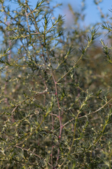 Salsola tragus