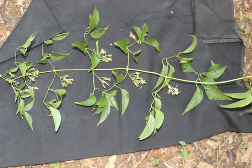 Image of Clematis acapulcensis by no rights reserved