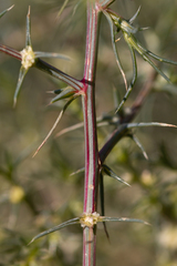 Salsola tragus