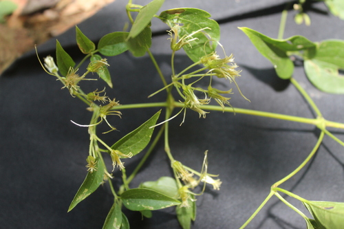 Image of Clematis acapulcensis by no rights reserved