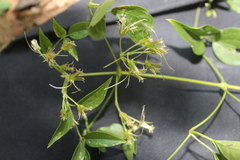 Clematis acapulcensis