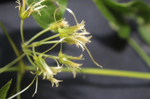 Image of Clematis acapulcensis by no rights reserved