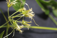 Clematis acapulcensis