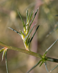 Salsola tragus
