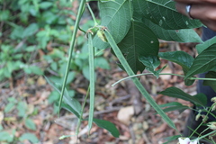 Centrosema macrocarpum