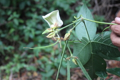 Centrosema macrocarpum