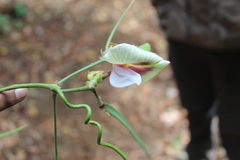 Centrosema macrocarpum