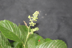Davilla kunthii