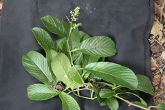 Davilla kunthii