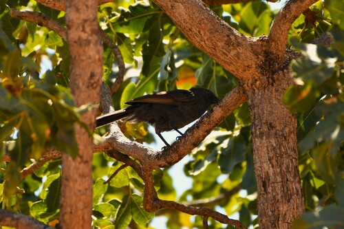 Northern Apostlebird
