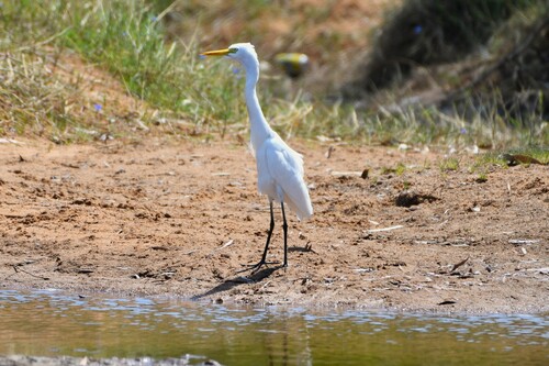 Plumed Egret
