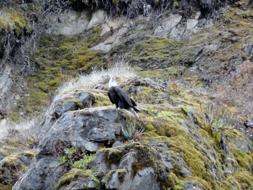 Bald Eagle photographed in Oregon