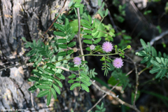 Mimosa asperata