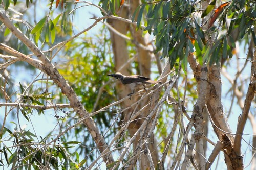 Northwestern Little Friarbird