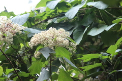 Montanoa tomentosa xanthiifolia