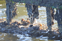 Molgula manhattensis