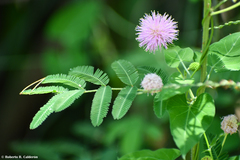 Mimosa asperata