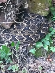 Bothrops