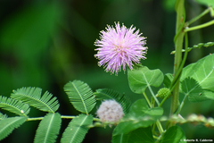 Mimosa asperata