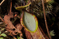 Nepenthes tentaculata