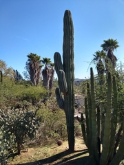 Pachycereus