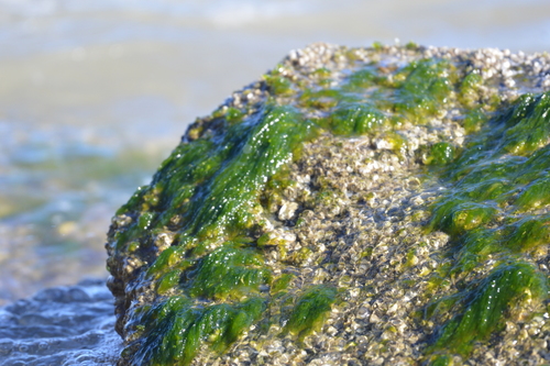 Ulva lactuca