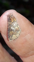 Condicinae