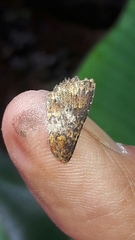 Condicinae