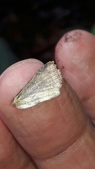 Condicinae