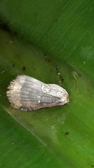 Condicinae