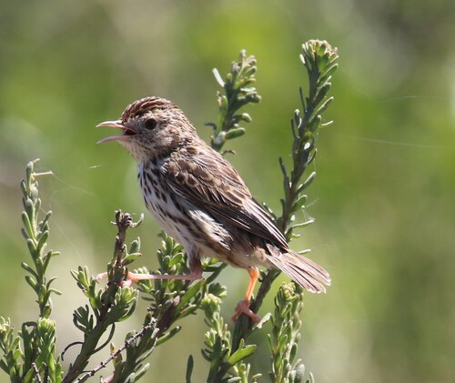 iNaturalist image