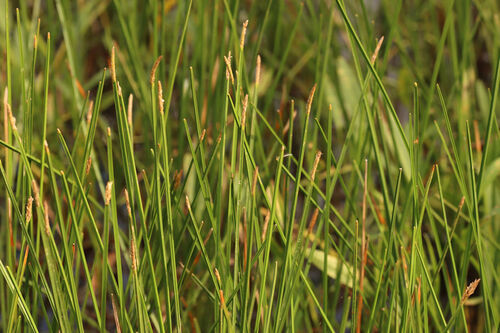 Eleocharis quadrangulata, photograph 5