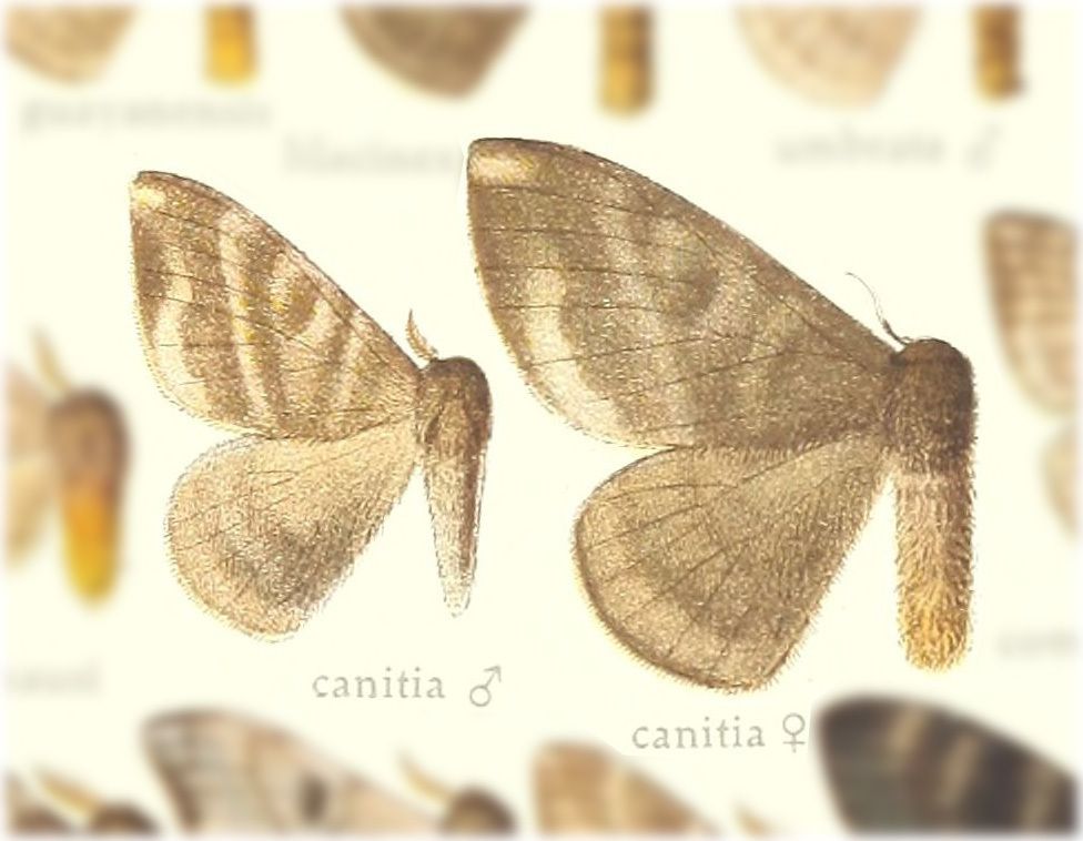 Hylesia canitia