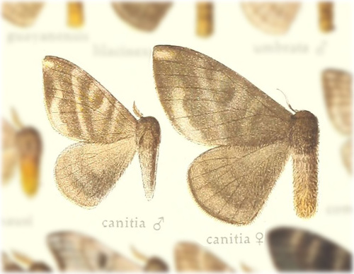 Hylesia canitia