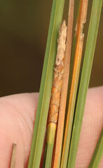 Eleocharis quadrangulata, photograph (c) hr_dragonfly, some rights reserved (CC BY)