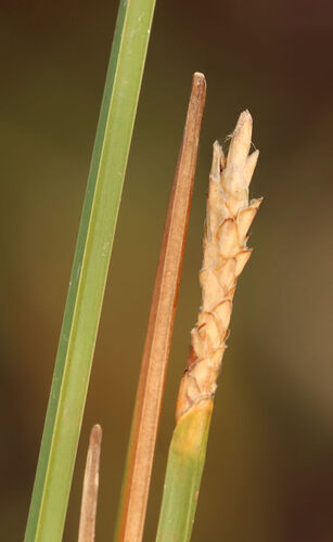 Eleocharis quadrangulata, photograph 6