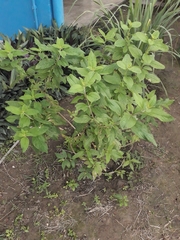 Lippia alba