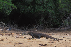 Varanus komodoensis