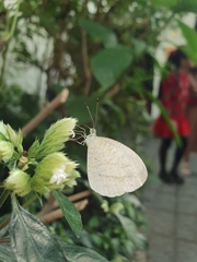 Leptosia nina niobe