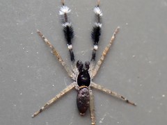 Cycloctenidae