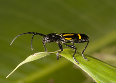 Platyarthron semivittatum