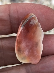 Modiolus americanus