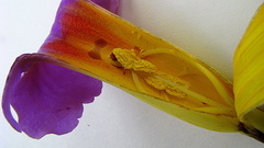 Amphilophium scabriusculum