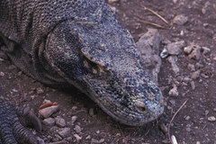 Varanus komodoensis