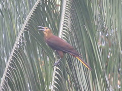 Psarocolius angustifrons angustifrons