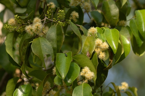 Scolopia braunii observed 2025-10-19