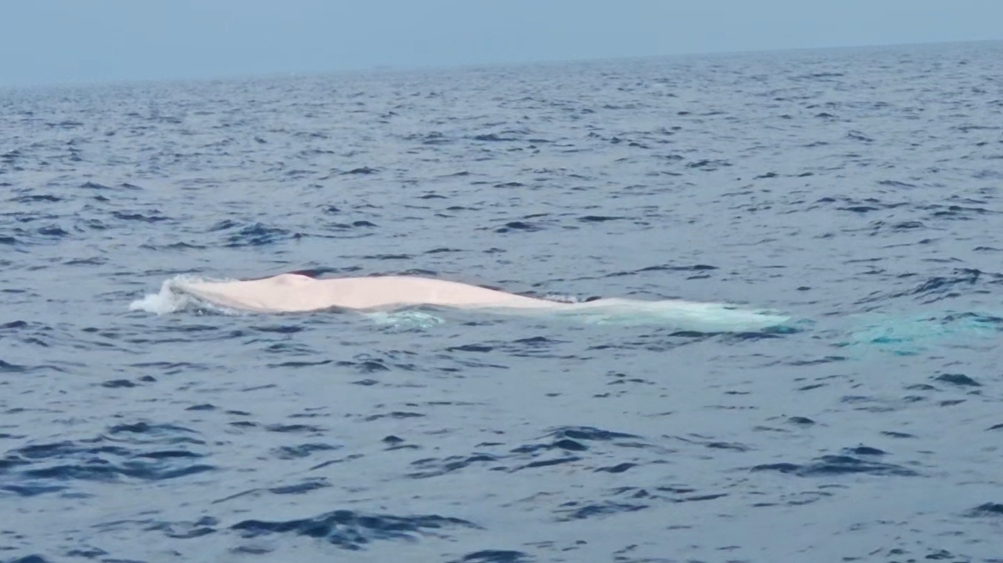 Balaenoptera omurai